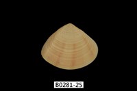 藏品(花蛤)的圖片